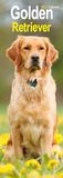 Golden Retriever Slim