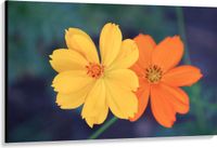 Merkloos / Sans marque Canvas - Fel Oranje en Gele Cosmos Bloemen voor Donker Groene Achtergrond - 150x100 cm Foto op Canvas Schilderij