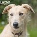 Lurcher Avonside Publishing Lurcher Hardcover