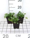 GRDplanten Groendecor Tuinarchitectuur 6x Margriet - Leucanthemum vulgare 'Maikönigin' | 9x9 cm pot