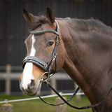 Harry's Horse Kaptoom hoofdstel Leder Comfort Zwart Maat Pony