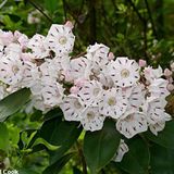 Arborix Kalmia Latifolia - Berglaurier;Breedbladige lepelstruik 25-30 cm pot