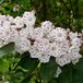 Arborix Kalmia Latifolia - Berglaurier;Breedbladige lepelstruik 25-30 cm pot