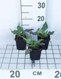 GRDplanten Groendecor Tuinarchitectuur 6x Duizenknoop - Persicaria ampl. 'White Eastfield' | 9x9 cm pot