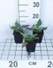 GRDplanten Groendecor Tuinarchitectuur 6x Duizenknoop - Persicaria ampl. 'White Eastfield' | 9x9 cm pot