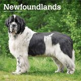 Newfoundlands Browntrout Publishers Newfoundlands - Neufundländer 2027 - 16-Monatskalender