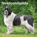 Newfoundlands Browntrout Publishers Newfoundlands - Neufundländer 2027 - 16-Monatskalender