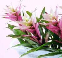 Kamerplant - Guzmania Deseo Pink double