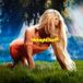 Sony Music Zara Larsson: Midnight Sun [CD]