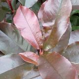 Arborix Photinia Fraseri 'Camilvy' - Glansmispel 40-60 in pot