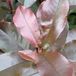 Arborix Photinia Fraseri 'Camilvy' - Glansmispel 40-60 in pot