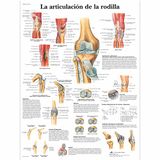 3B Scientific VR3174UU Anatomische poster, kniegewricht