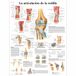 3B Scientific VR3174UU Anatomische poster, kniegewricht