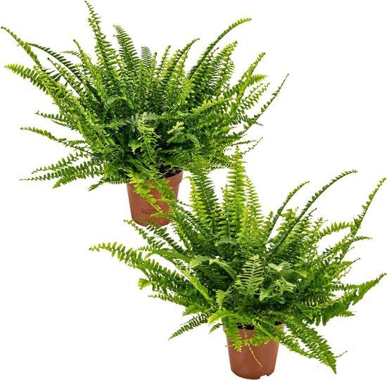 Krulvaren | Nephrolepis Green lady - 2 stuks - Kamerplant - ⌀12 cm - 20 cm