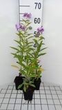 GRDplanten Groendecor Tuinarchitectuur 6x Vlambloem - Phlox (p) 'Uspech' | 9x9 cm pot