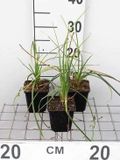 GRDplanten Groendecor Tuinarchitectuur 6x Vuurpijl - Kniphofia hybr. 'Mango Popsicle' | 9x9 cm pot