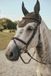 Tommy Hilfiger Equestrian Oornetje Lexington Vert Foncé Lycra
