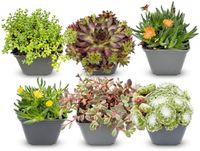 Green boutiQ - 6x Alpine mix - Plante vivace - Ø7cm - 10-12cm