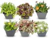 Green boutiQ - 6x Alpine mix - Vaste plant - Ø7cm - 10-12cm