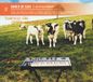 Live Six Degrees Live at Glastonbury CD