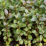 Mentha Piperita 6 x Menthe verte plante pot 9x9cm