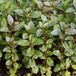 Mentha Piperita 6 x Menthe verte plante pot 9x9cm
