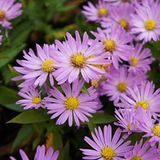 Arborix Aster 6 x Aster Dumosus 'Anneke' - Herfstaster pot 9x9cm