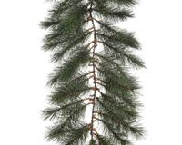 Everlands Norway guirlande slinger frosted L270 cm groen/wit