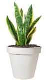 Pro Garden Bloempot - wit - rond - D30 cm - kunststof