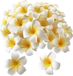 100 fleurs de frangipanier en plastique pour la décoration