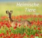 times&more Heimische Tiere Bildkalender 2026