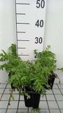 GRDplanten Groendecor Tuinarchitectuur 6x Margriet - Tanacetum vulgare | 9x9 cm pot