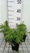 GRDplanten Groendecor Tuinarchitectuur 6x Margriet - Tanacetum vulgare | 9x9 cm pot