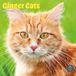 Baker & Bray Rode Katten Kalender 2027