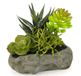 Flair Flower Vetplanten op steen, plastic, groen, 12 x 13 x 10 cm