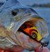 Spro Wob Shad 2.0 Re-Injected 15cm Bleu Perle