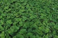 GRDplanten Brunnera 6x Kaukasische vergeet-mij-nietje - Brunnera macr. 'Betty Bowring' | 9x9 cm pot