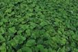 GRDplanten Brunnera 6x Kaukasische vergeet-mij-nietje - Brunnera macr. 'Betty Bowring' | 9x9 cm pot