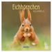 Korsch Verlag Eekhoorn Kalender 2027