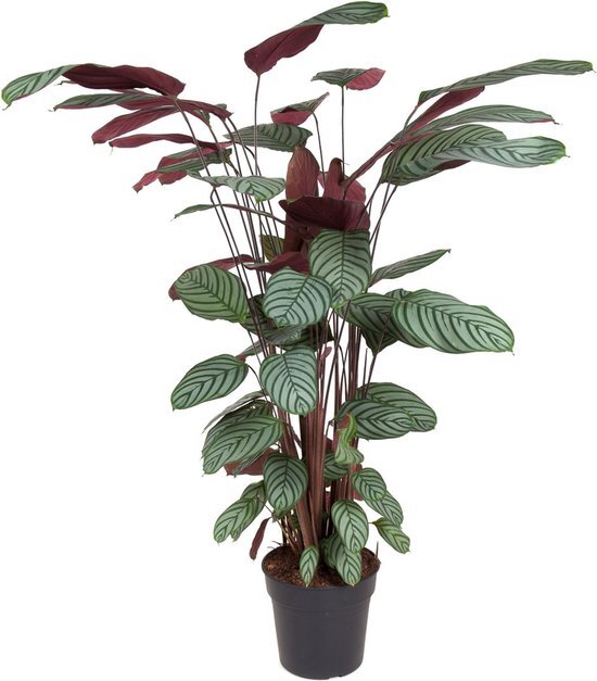 Goed &amp; Groen - Calathea Oppenheimiana - XL -↨ 130cm - Potmaat 27 - Exclusieve Kwaliteit Planten - Kamer Plant - Kamerplanten - Sfeer - Interieur