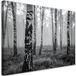 Tableau sur toile: Forêt de bouleaux vue en noir et blanc, 100x70 cm