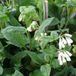 Arborix Bol 6 x Symphytum Grandiflorum - Smeerwortel pot 9x9cm