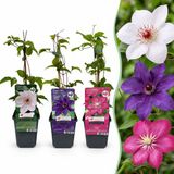 Green boutiQ - 9x Clematis Tricolour - Driekleurige bosrank - Paars - Roze - Wit - Klimplant - Ø9cm - 35cm