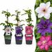 Green boutiQ - 9x Clematis Tricolour - Driekleurige bosrank - Paars - Roze - Wit - Klimplant - Ø9cm - 35cm