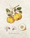 Luca-S Borduurpakket THE PEAR SHAPED QUINCE