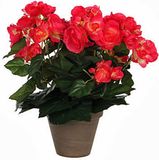 Mica Decorations Begonia Kunstplant in Bloempot Stan - H30 x Ø25 cm - Donkerroze