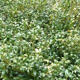 Arborix Sarcococca Hookeriana - Vleesbes 20-25 cm in pot