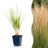 Plantenboetiek.nl Calamagrostis Karl Foerster Struisriet Met Pluim Groen 12 Planten Ø11cm 15-25cm hoog Tuinplant