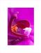 Wee Blue Coo ROZE ORCHID BLOEMEN ZWART FRAME KUNSTPRINT FOTOMOUNT GIFT B12X9529