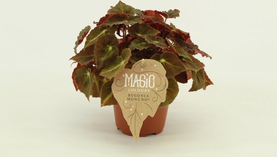 Begonia rex Montuno ↨ 25cm - hoge kwaliteit planten